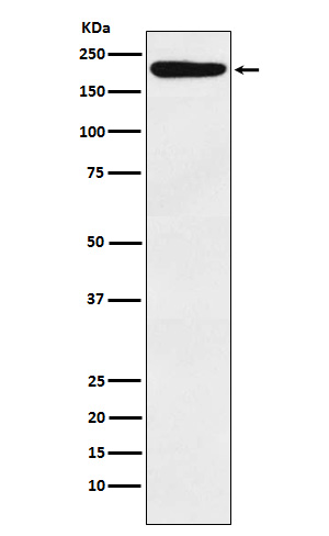 IQGAP1 Ab