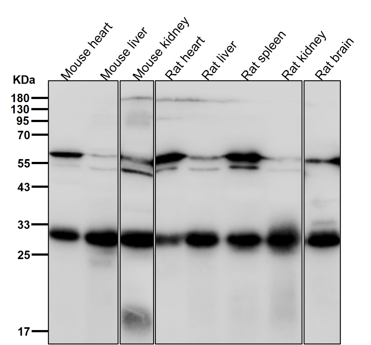 SRSF1 Ab