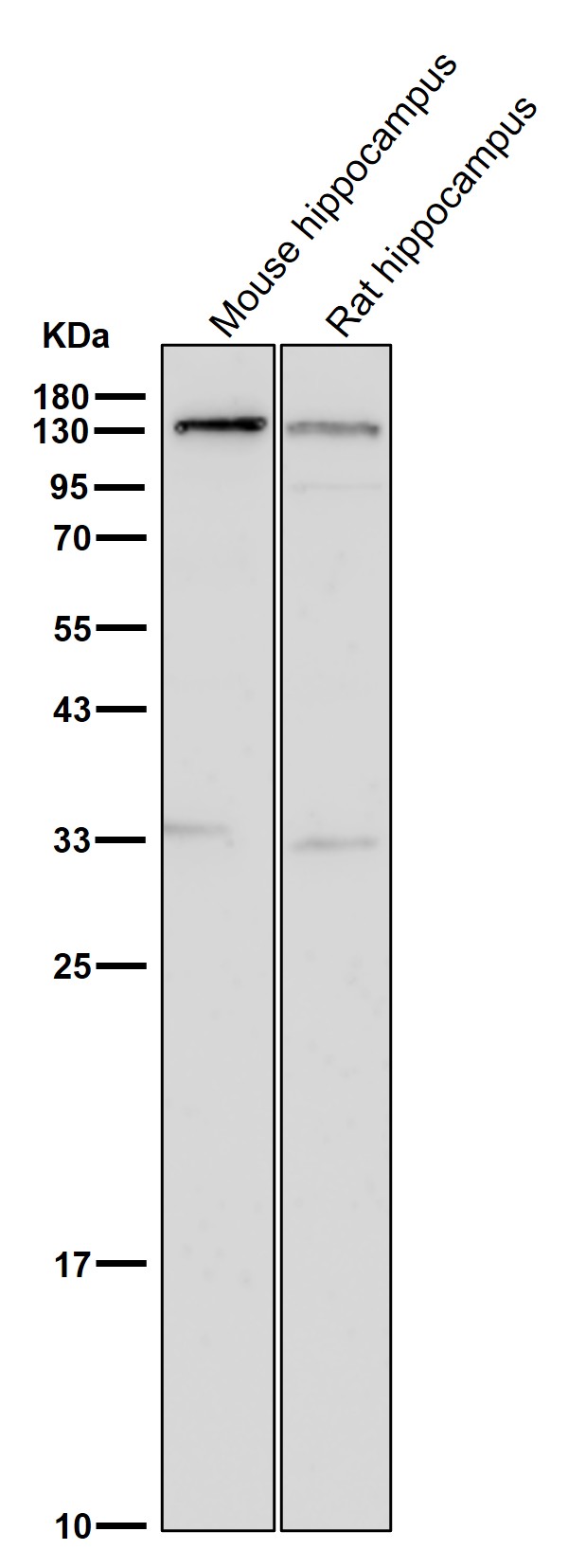 JAK1 Ab