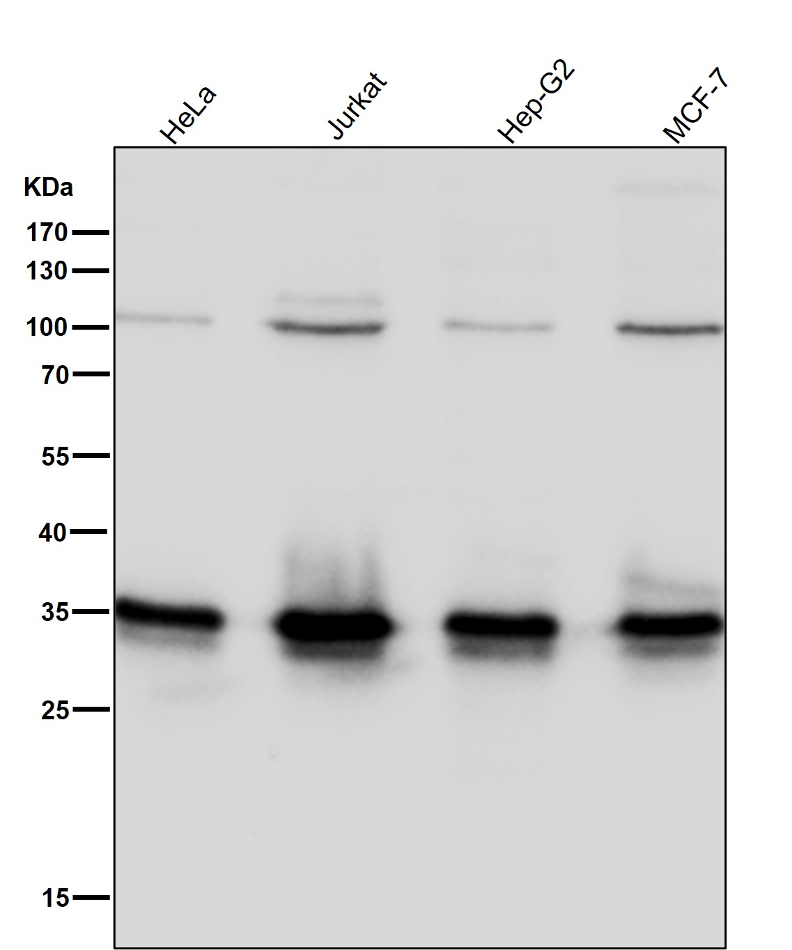 ELAVL1 Ab