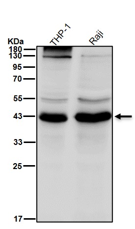 CD23 Ab