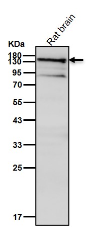 Myb binding protein 1A Ab