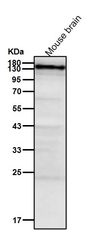 Myb binding protein 1A Ab