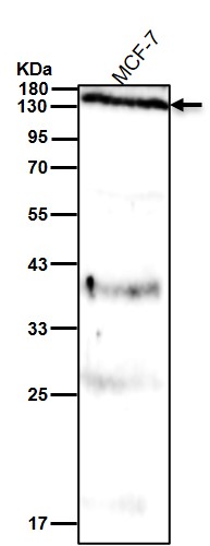 Myb binding protein 1A Ab