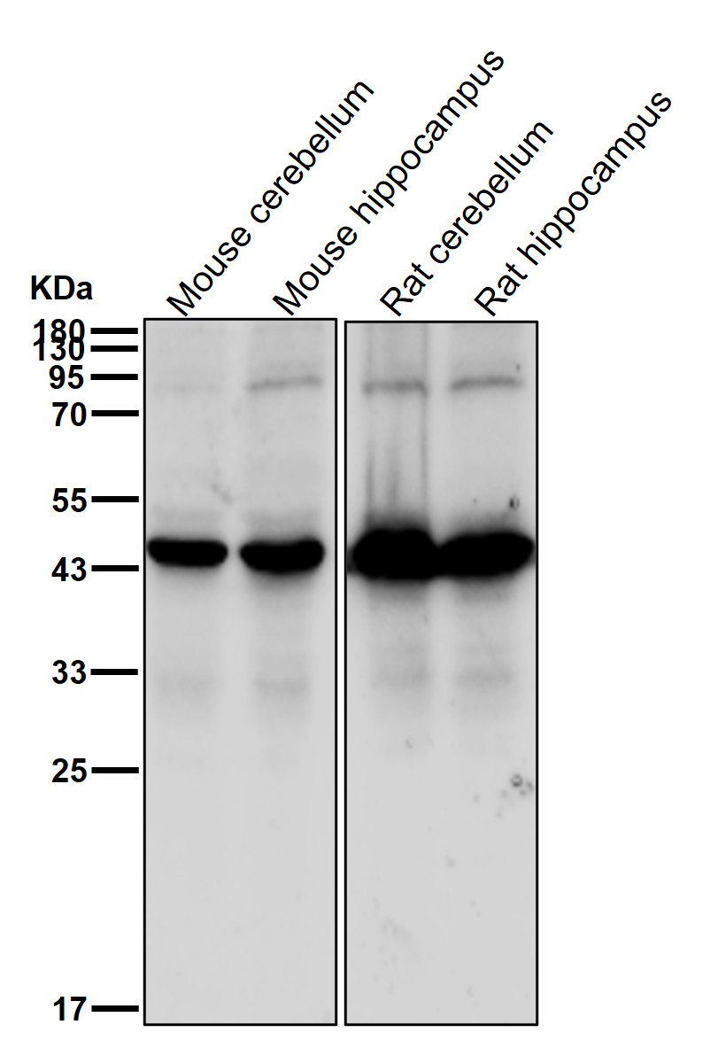PDK2 Ab