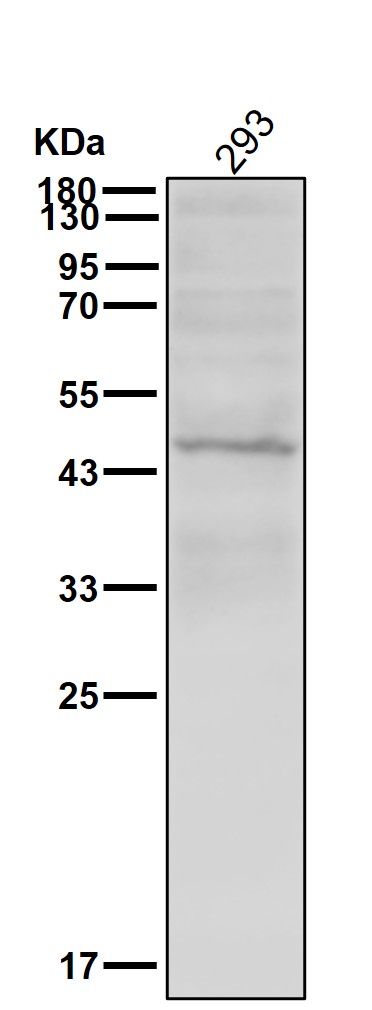PDK2 Ab