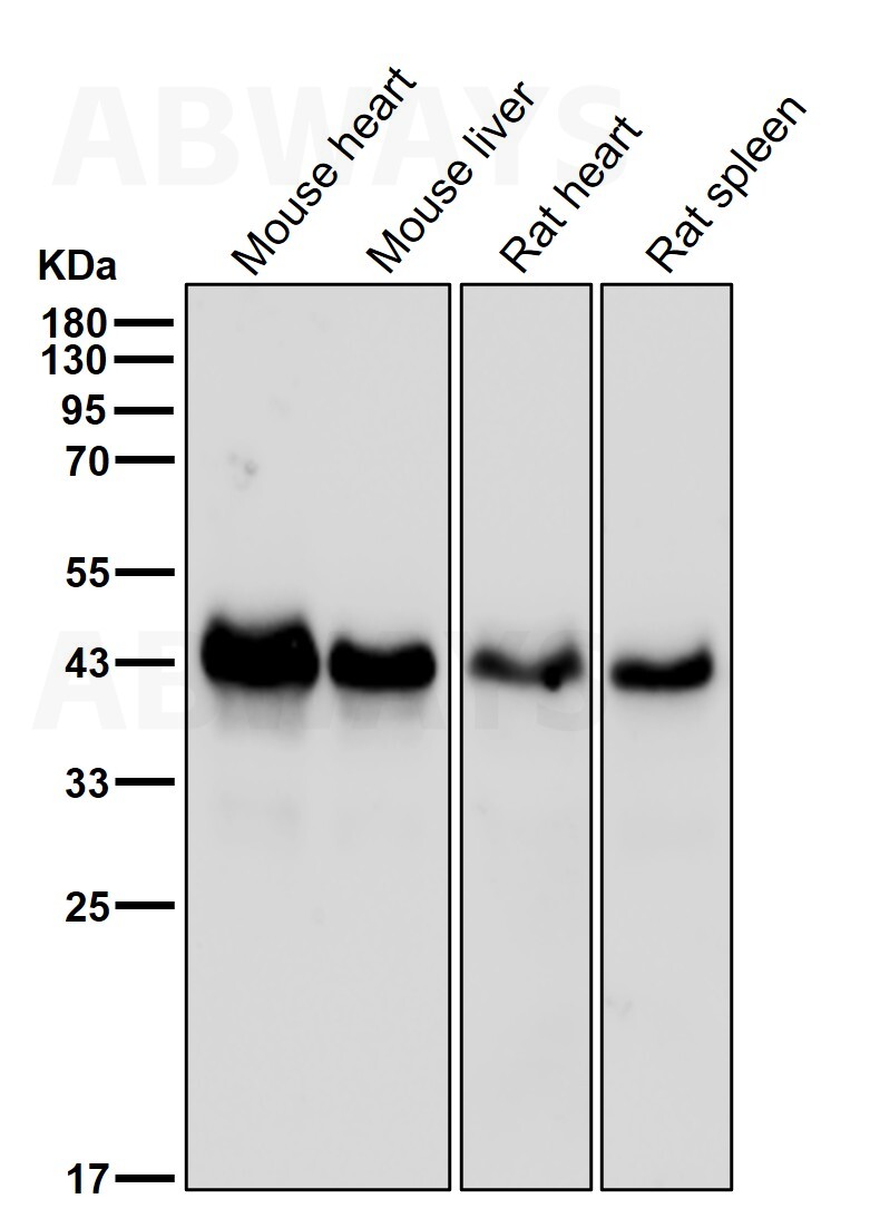 p-PDHA1 (S293) Ab