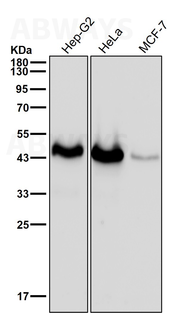 p-PDHA1 (S293) Ab