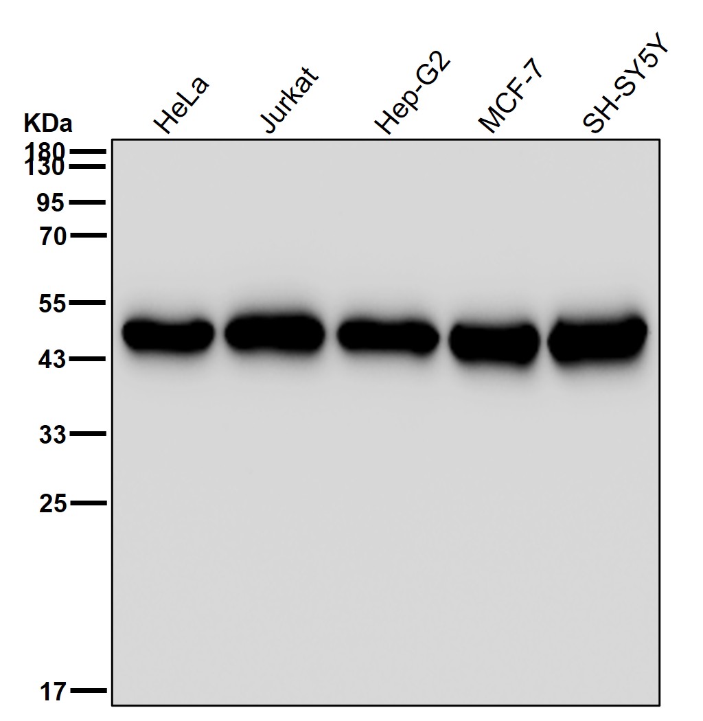 PSMC5 Ab