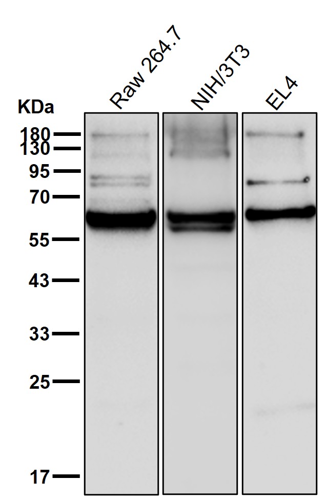 FPGS Ab