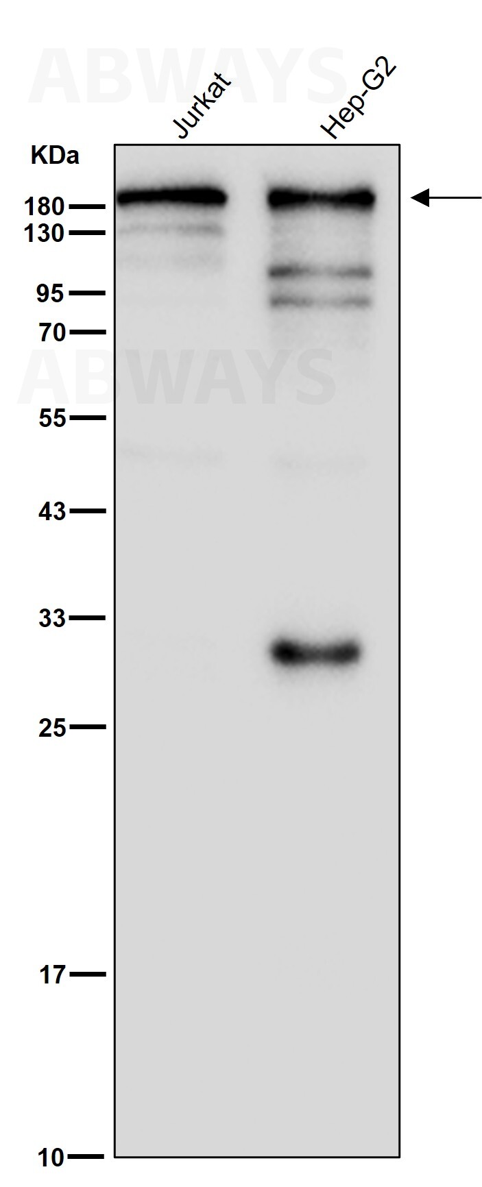 IQGAP2 Ab