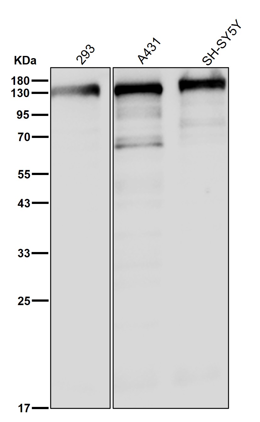 Myosin 1B Ab