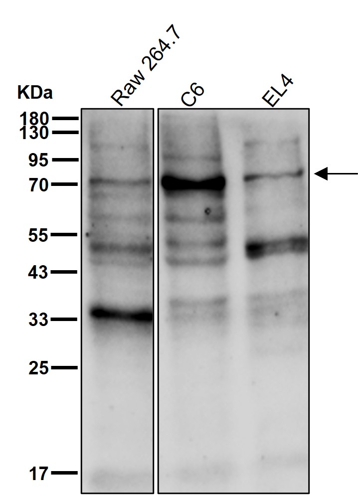 PWP1 Ab