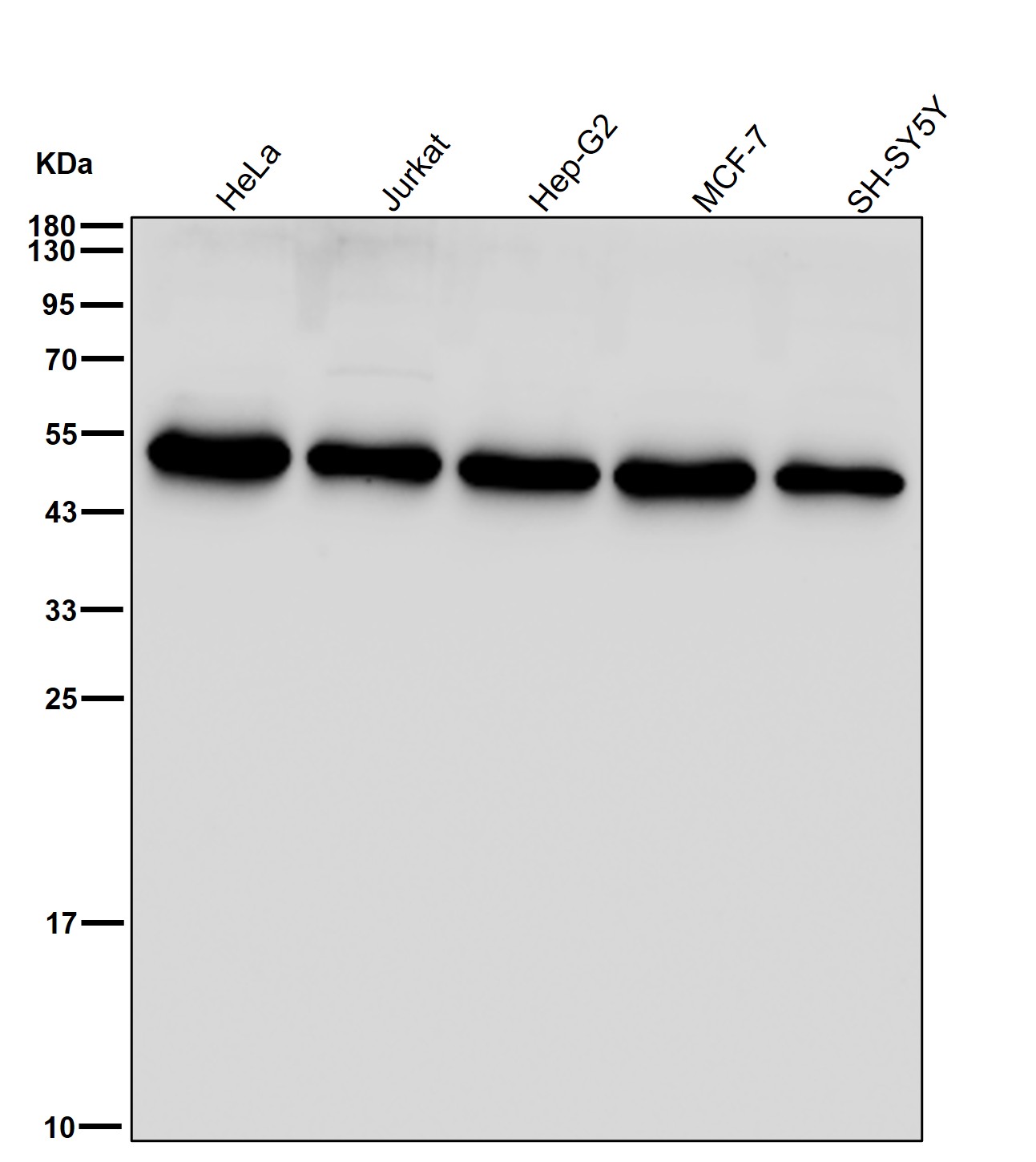 GRSF 1 Ab