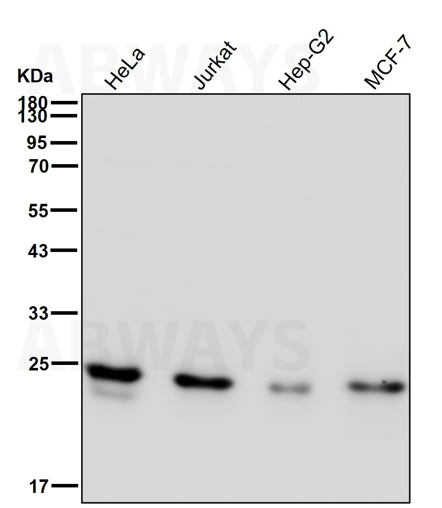 Polyamine modulated factor 1 Ab