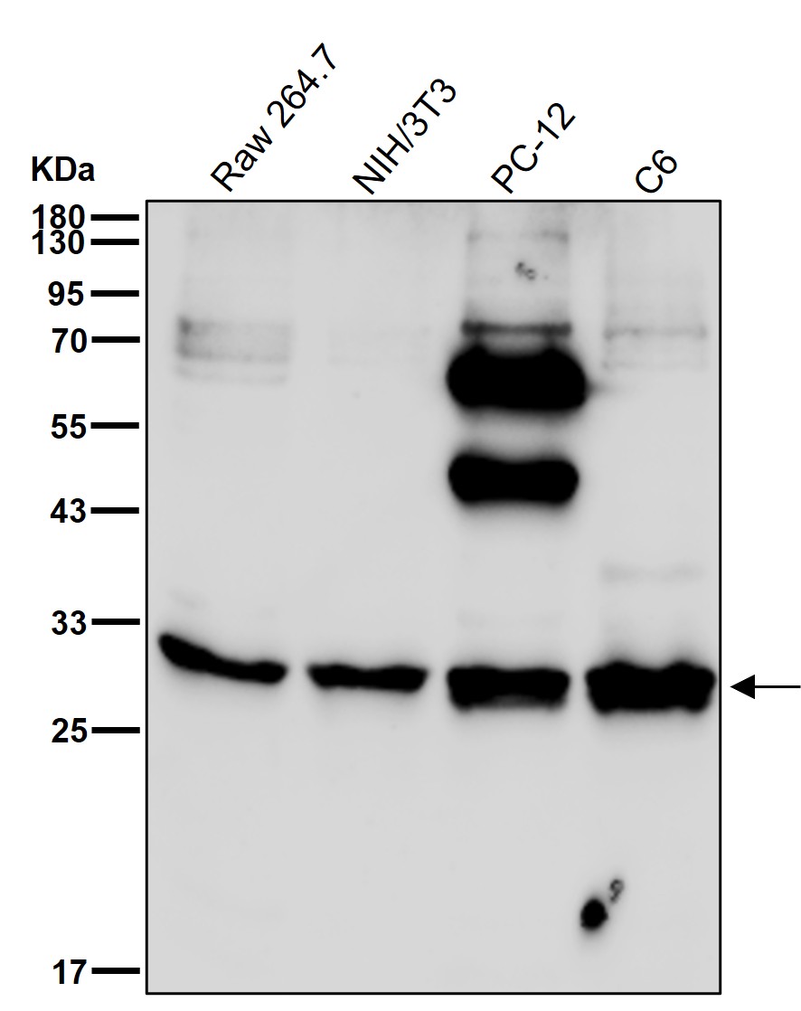 HOX C6 Ab
