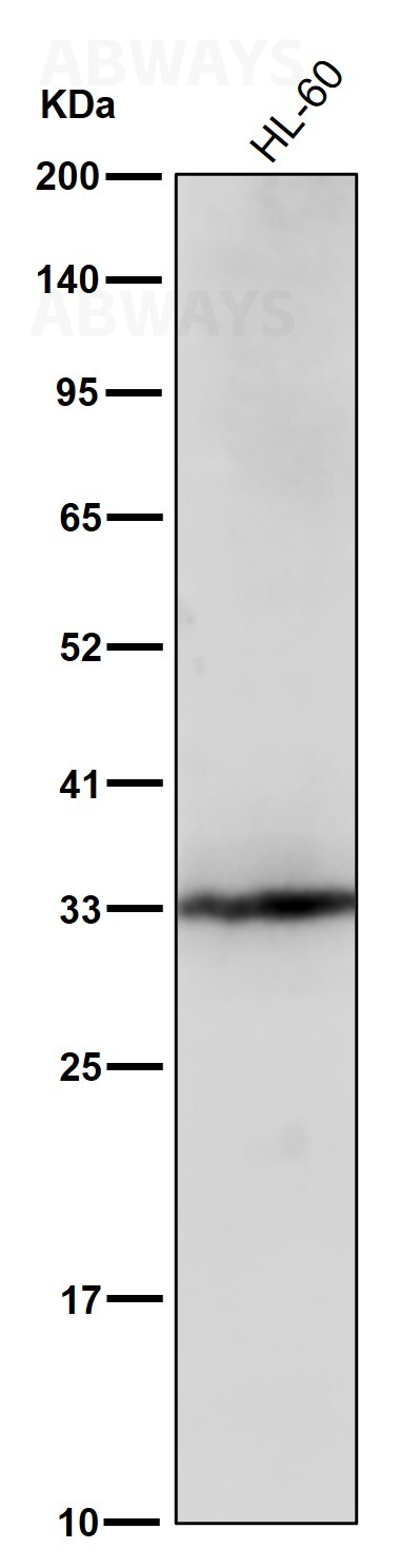 Granzyme B Ab