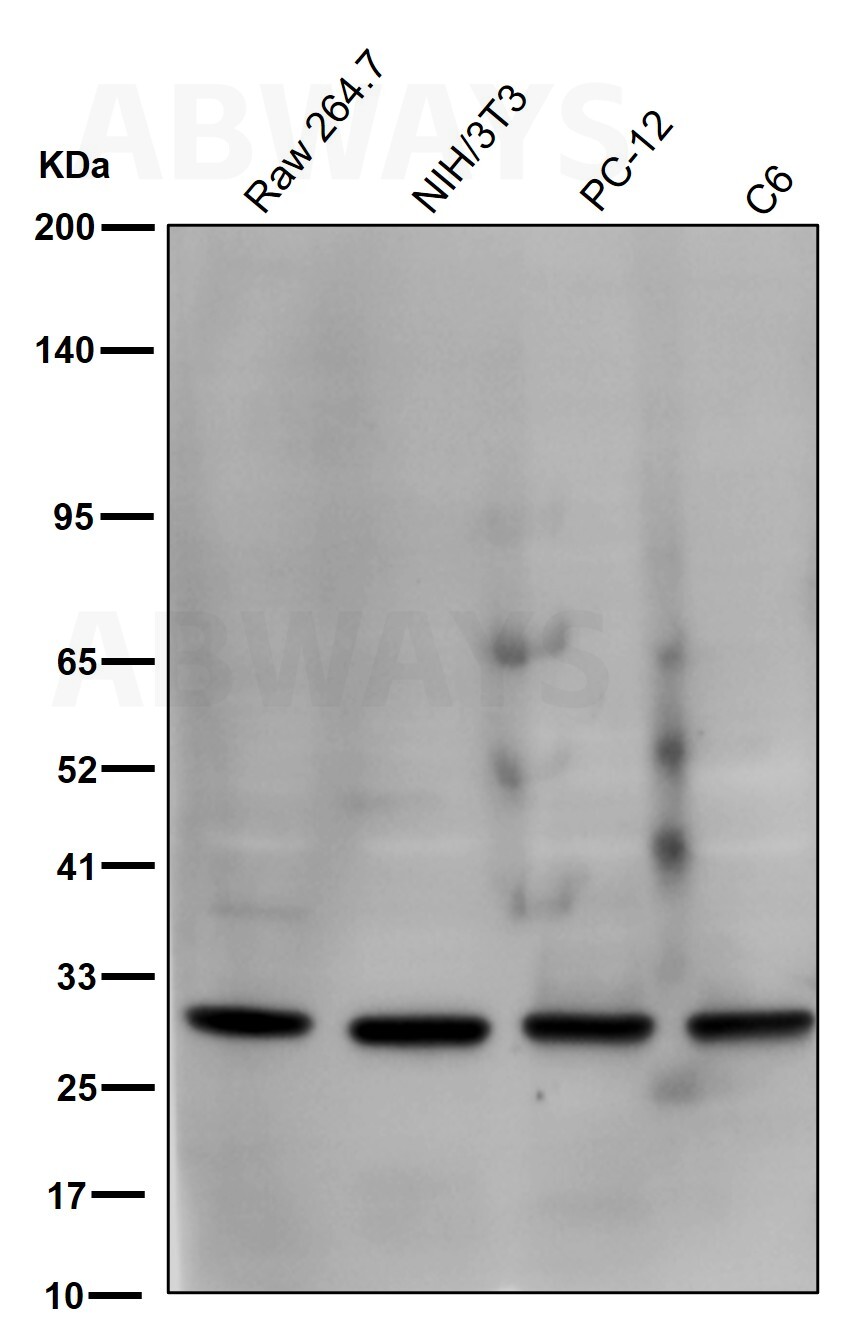SNAI1 Ab