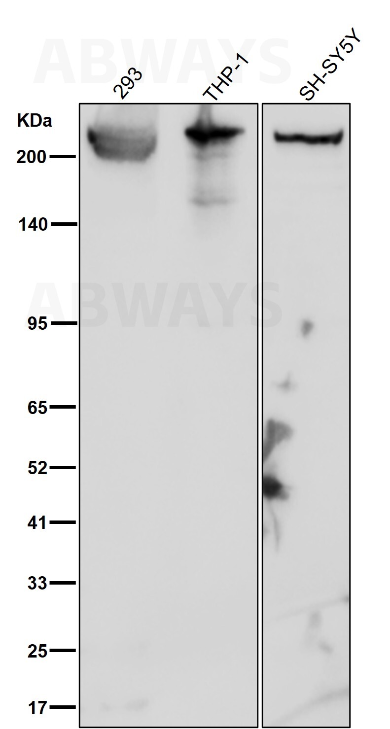 Myosin 9 Ab