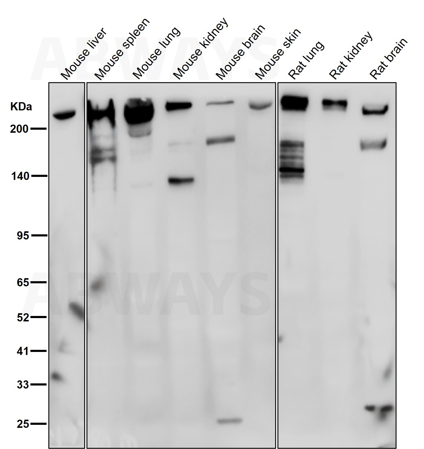 Myosin 9 Ab
