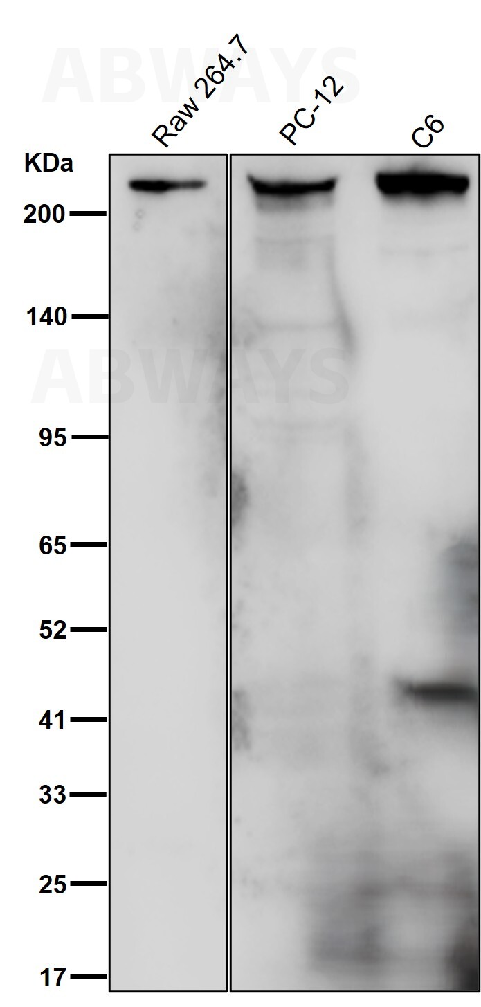 Myosin 9 Ab