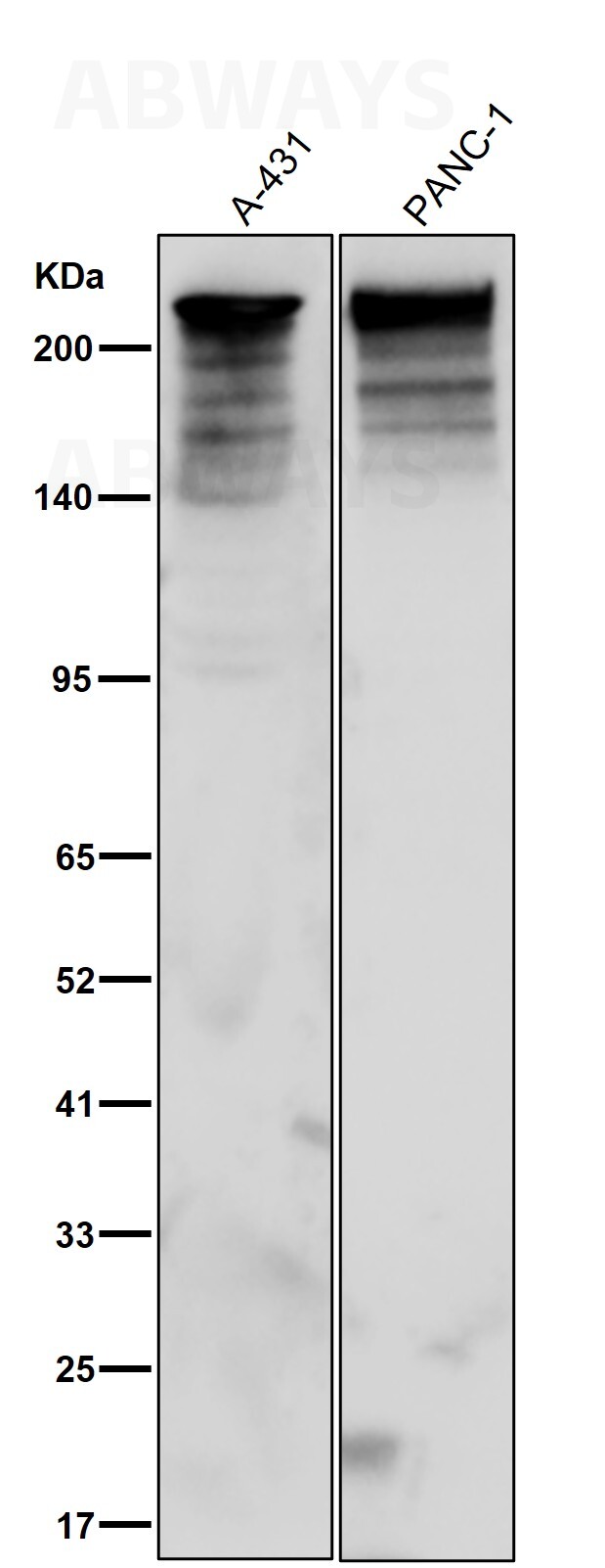 Myosin 9 Ab