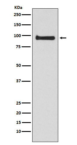 VAV3 Ab