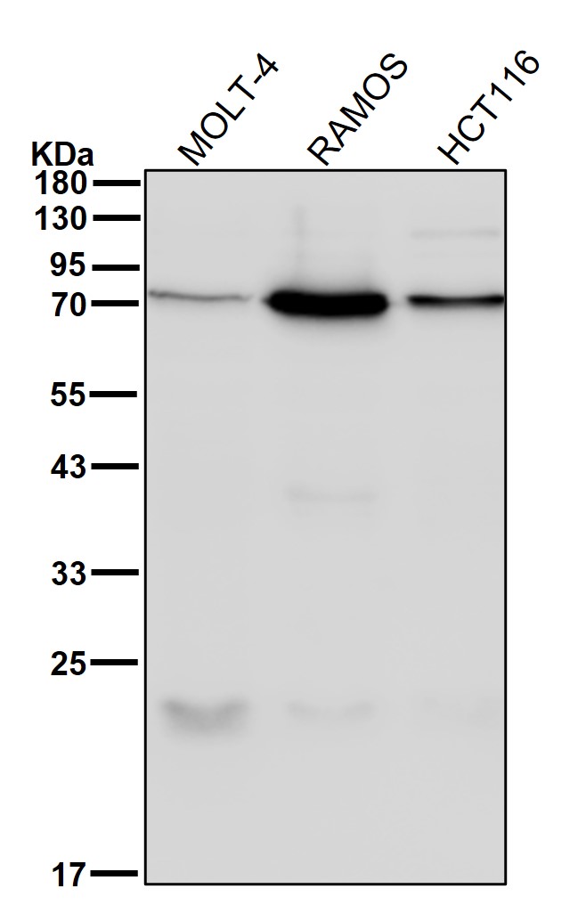 5 Lipoxygenase Ab