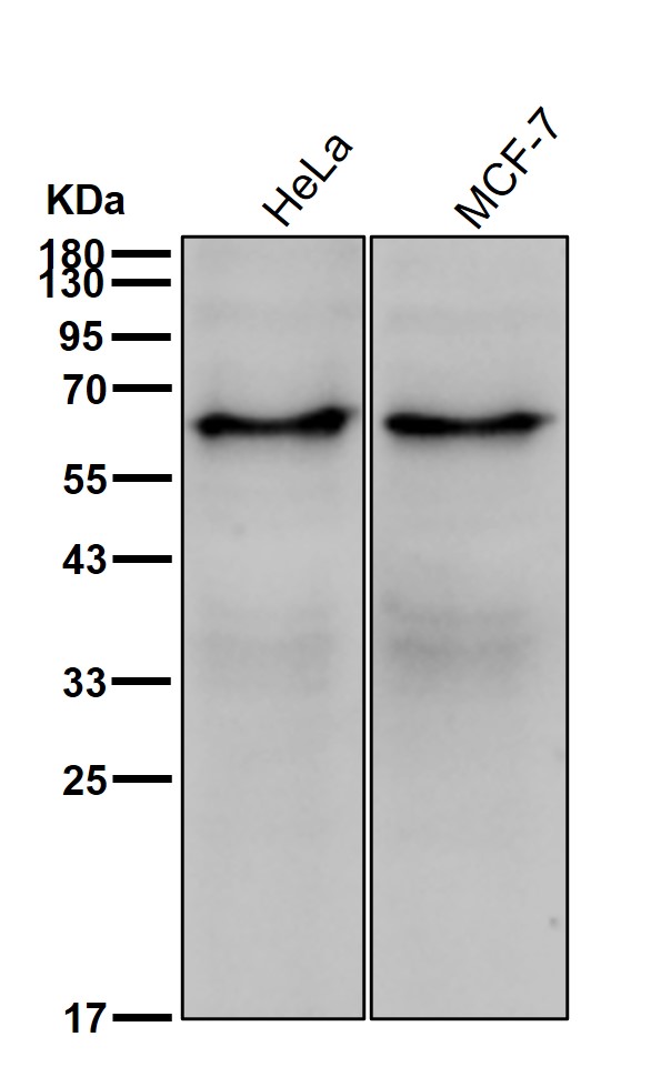 alpha Internexin Ab