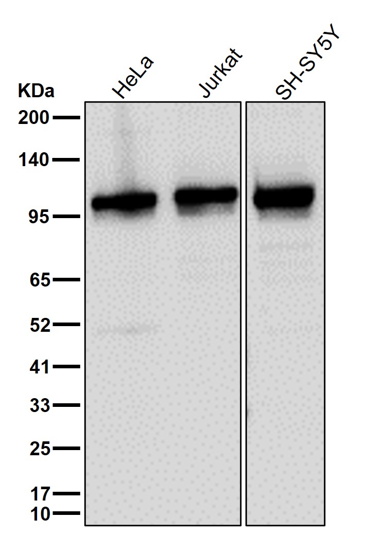 GSK 3 alpha Ab