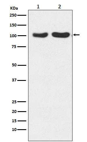 GluR2/3 Ab