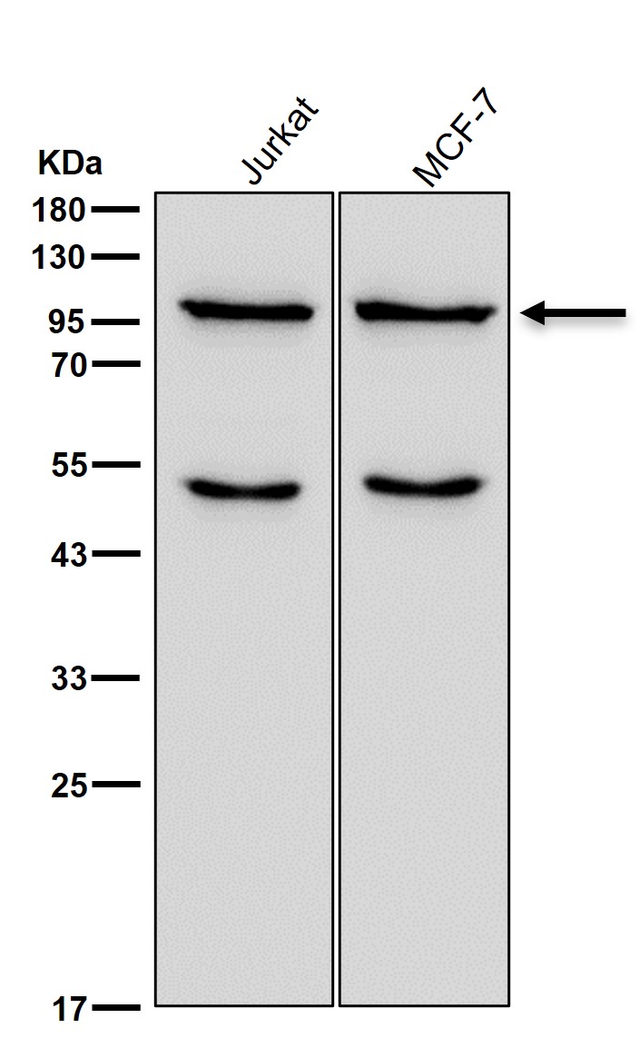 Exportin 2 Ab
