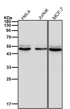 Actin related protein 3 Ab