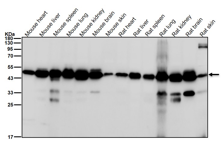 Actin related protein 3 Ab