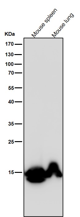 MonoMethyl-Histone H3 (K79) Ab