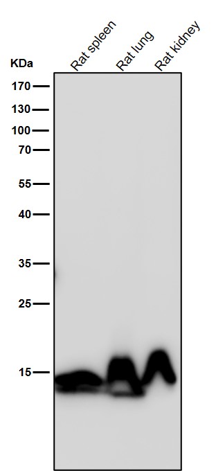 MonoMethyl-Histone H3 (K79) Ab