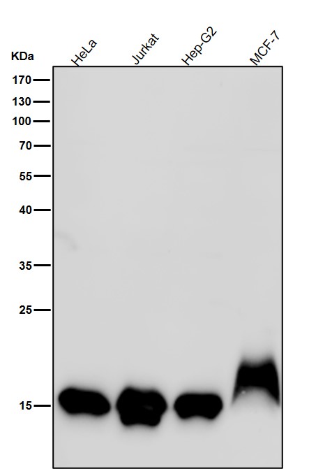 MonoMethyl-Histone H3 (K79) Ab