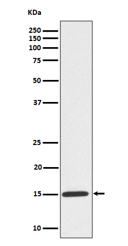 p-Histone H3 (S10) Ab