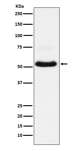 VGluT1 Ab
