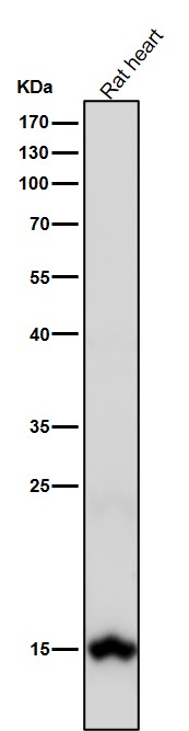DiMethyl-Histone H3 (K79) Ab