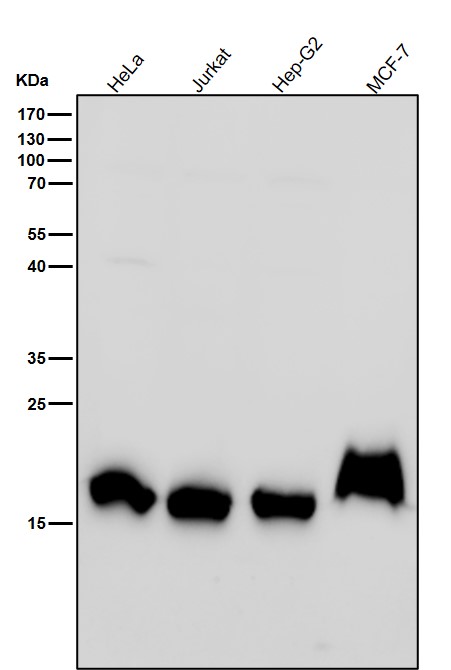 DiMethyl-Histone H3 (K79) Ab
