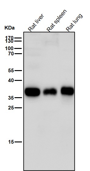 KLRG1 Ab