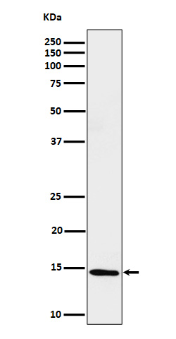 Formyl-Histone H2B type 2E (K116) Ab