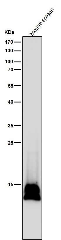 Formyl-Histone H2B type 2E (K116) Ab