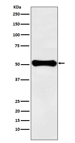 Glutamate dehydrogenase 1 Ab