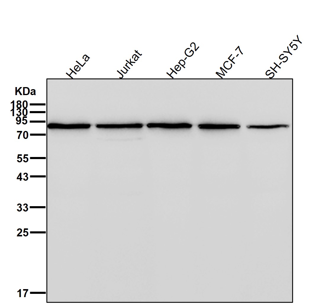 VPS35 Ab