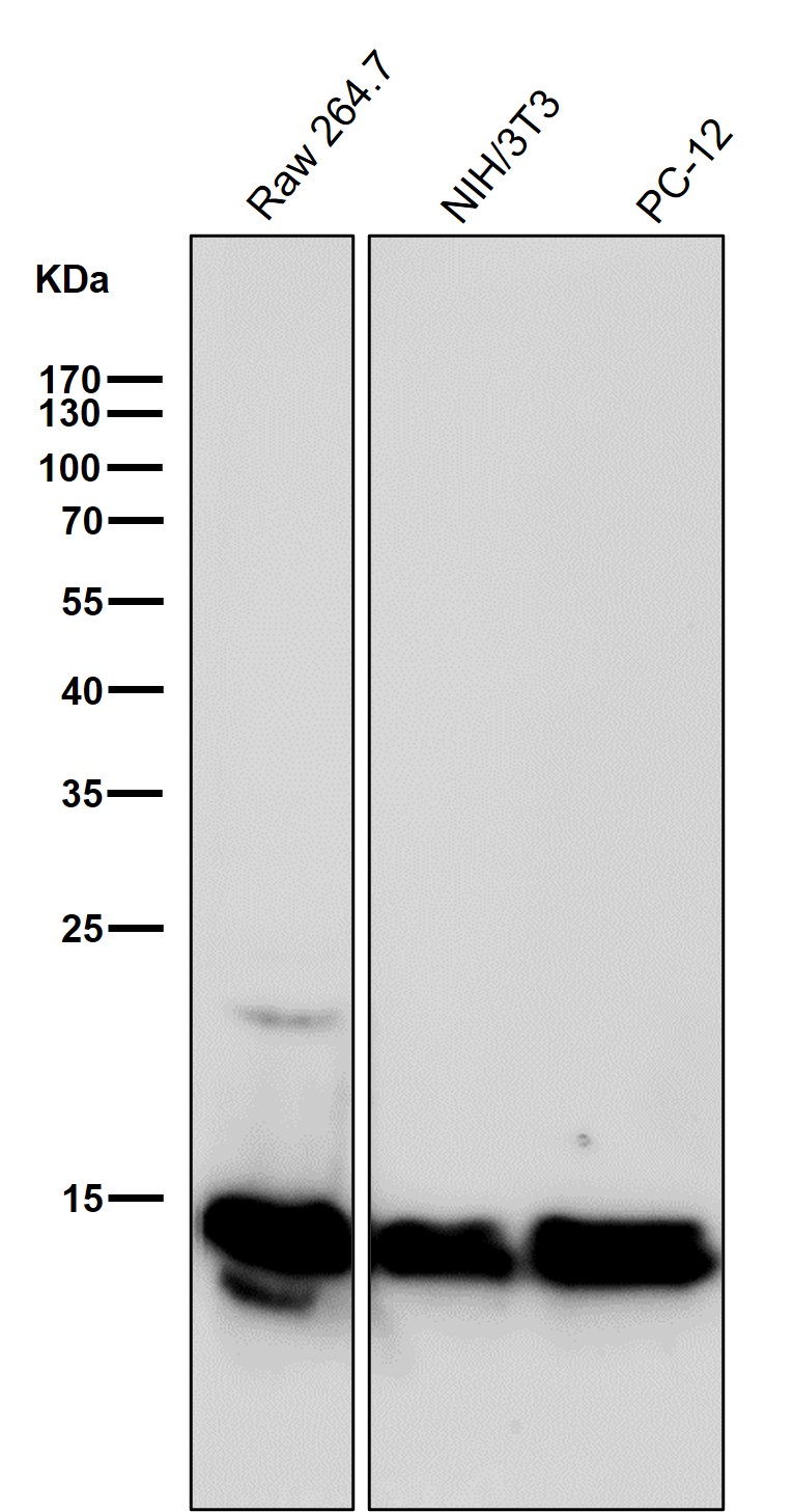 Crotonyl-Histone H2B type 2E (K11) Ab