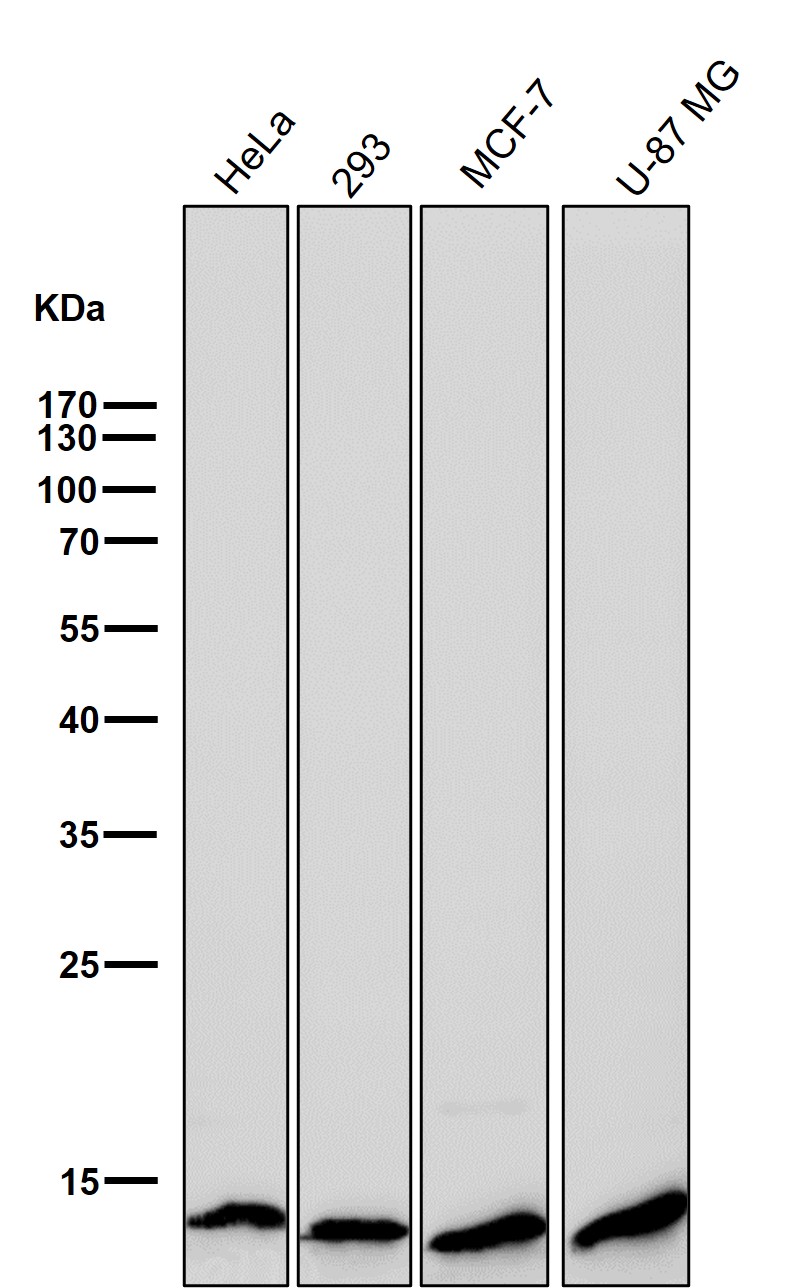 Crotonyl-Histone H2B type 2E (K11) Ab