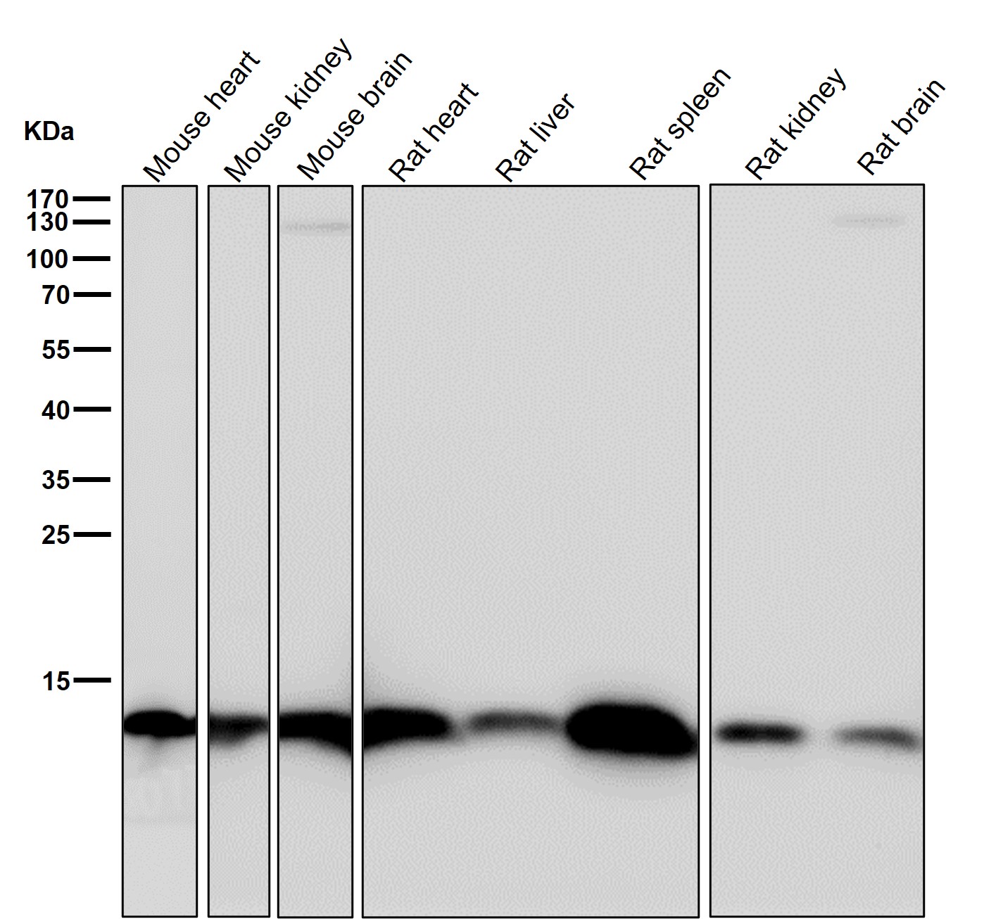 Crotonyl-Histone H2B type 2E (K11) Ab