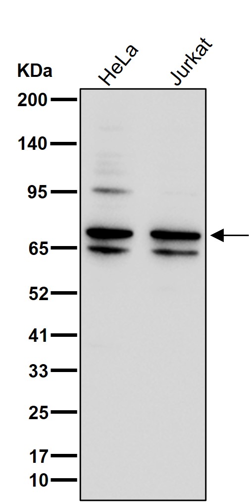 CPEB1 Ab